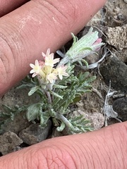 Chaenactis macrantha