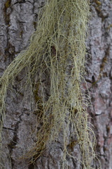 Usnea dasopoga
