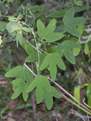 Passiflora subpeltata