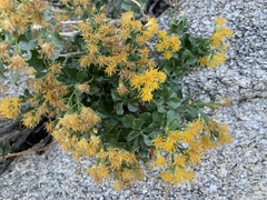 Ericameria cuneata spathulata