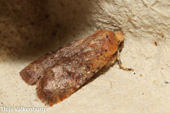Conistra staudingeri