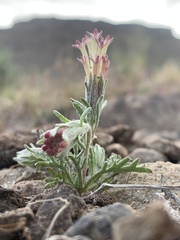 Chaenactis macrantha