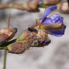 Aristea juncifolia