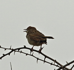 Cisticola