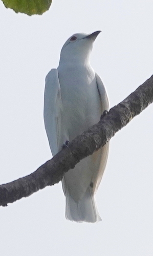 Black-tipped Cotinga (Carpodectes hopkei), photo 4
