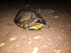 Kinosternon leucostomum