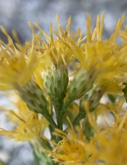 Ericameria cuneata spathulata