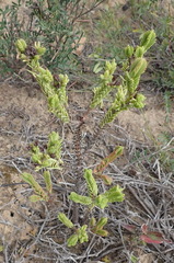 Crassula ericoides ericoides