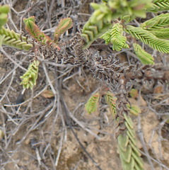 Crassula ericoides ericoides