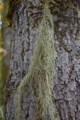 Usnea dasopoga