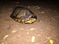 Kinosternon leucostomum