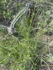 Bebbia juncea juncea