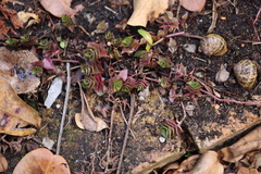 Callisia repens