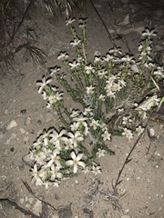 Linanthus pungens