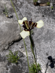 Moraea lurida