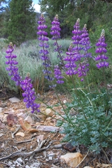 Lupinus excubitus austromontanus