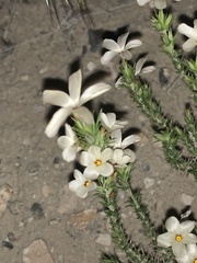 Linanthus pungens