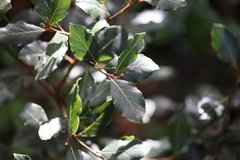 Laurus nobilis