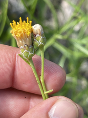 Bebbia juncea juncea