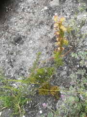 Microdon dubius