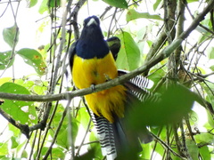 Trogon caligatus