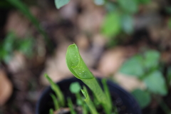Zantedeschia