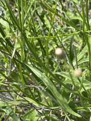 Bebbia juncea juncea