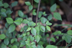 Planera aquatica
