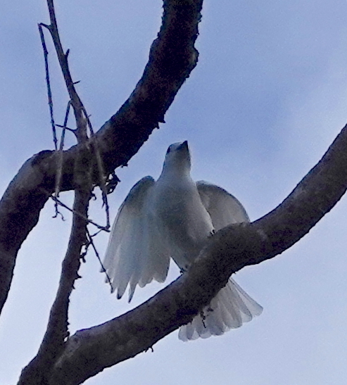 Black-tipped Cotinga (Carpodectes hopkei), photo 5