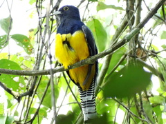 Trogon caligatus