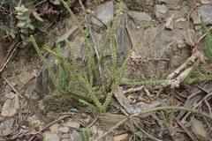 Crassula muscosa