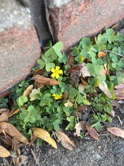 Oxalis corniculata