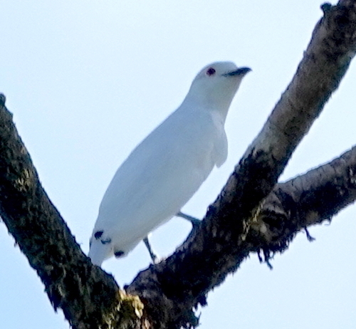 Black-tipped Cotinga (Carpodectes hopkei), photo 8