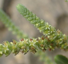 Crassula muscosa