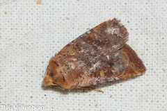 Conistra staudingeri