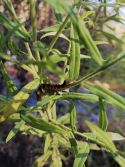 Cirrhophanus triangulifer