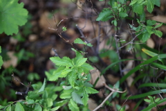 Varronia bullata