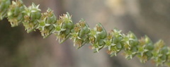 Crassula muscosa