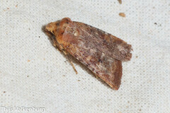 Conistra staudingeri