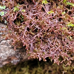 Frullania tamarisci