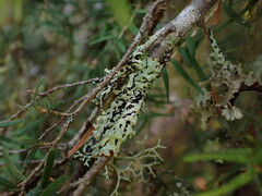 Menegazzia