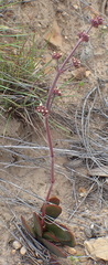Crassula nudicaulis