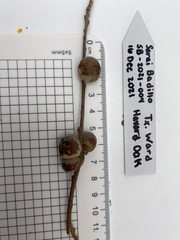 Disholcaspis erugomamma