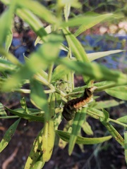 Cirrhophanus triangulifer