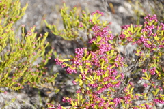 Erica multumbellifera