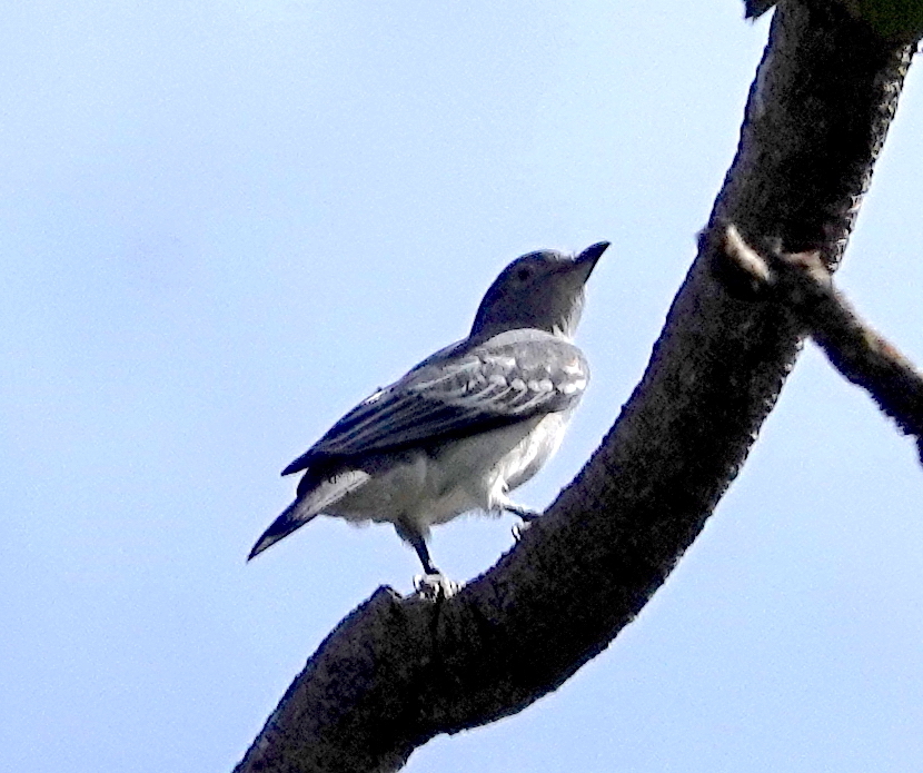 Black-tipped Cotinga (Carpodectes hopkei), photo 3