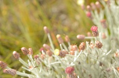 Syncarpha gnaphaloides