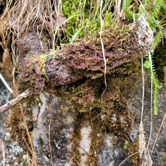 Frullania tamarisci