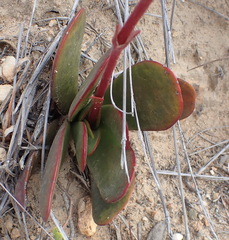 Crassula nudicaulis