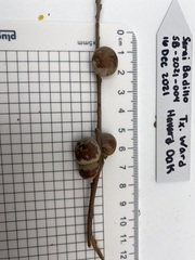 Disholcaspis erugomamma